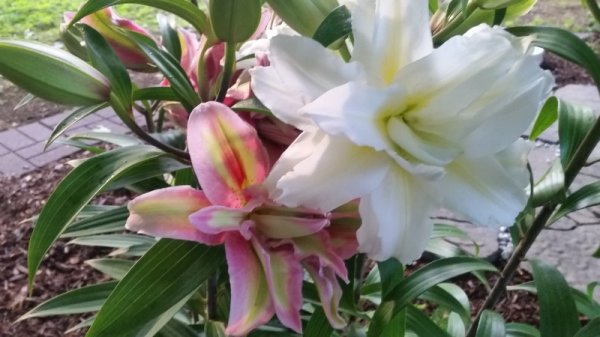 White lily-no correct name.jpg