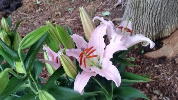 Sunny Bonaire lillies -.jpg