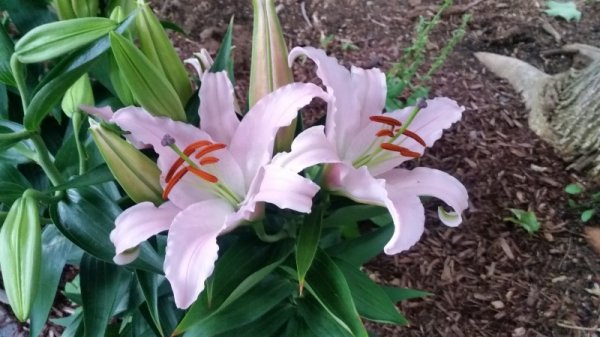 Sunny Bonaire lillies -2.jpg