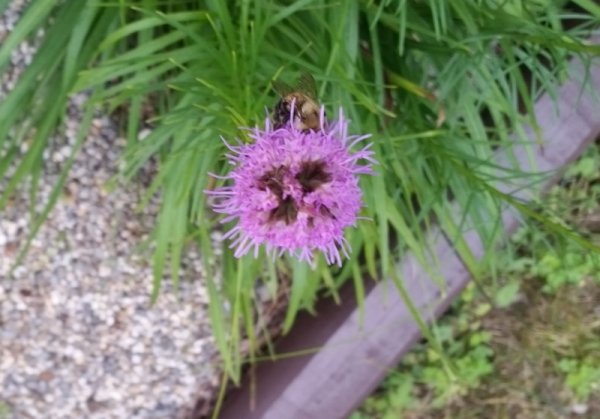 gay feather with bumble bee.jpg