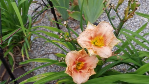 peach-orange day lily.jpg