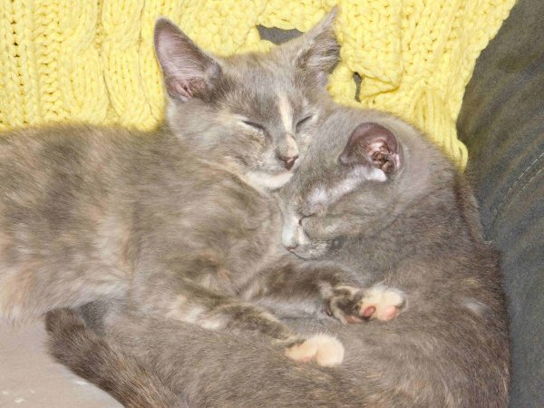 27 July 2018 2 Slash and Glasses on couch.JPG
