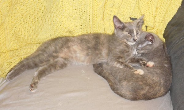 27 July 2018 Slash and Glasses on couch.JPG