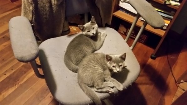 Kittens on office chair.jpg