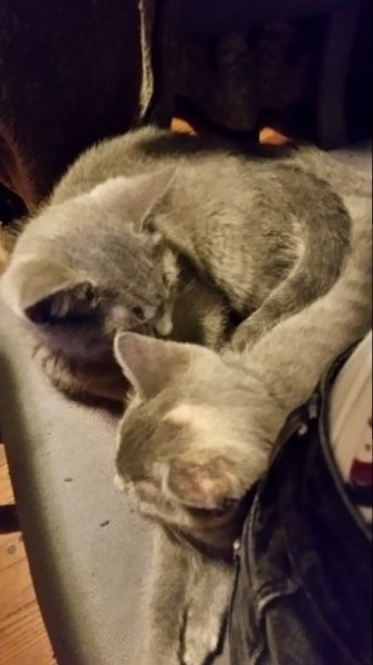 kittens on office chair my butt.jpg