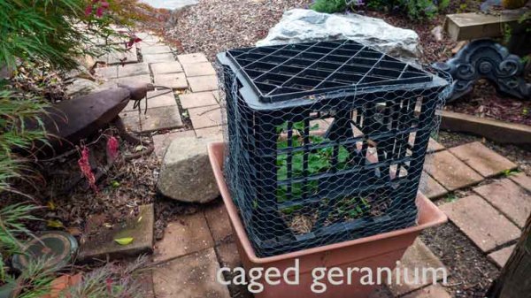 Costigan-Caged-Geranium.jpg