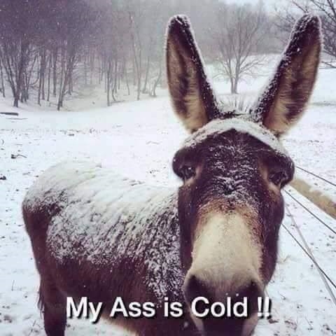 My ass is cold.jpg