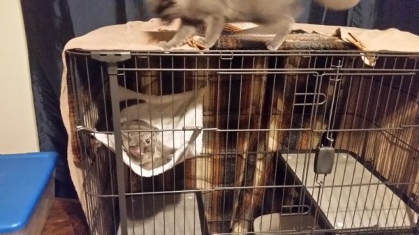 Rainey stalking spot on hammock.jpg