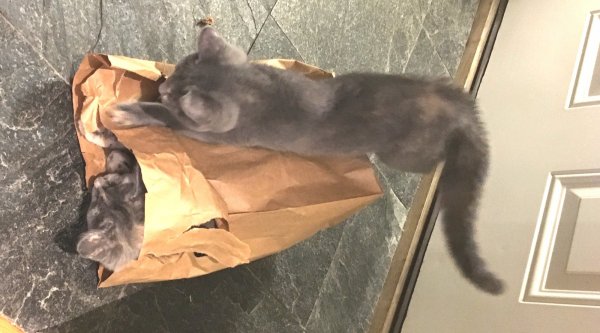 6 Aug 2018 kittens make a fort.JPG