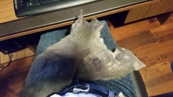 kittens on lap.jpg