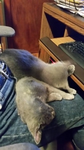 kittens on lap2.jpg