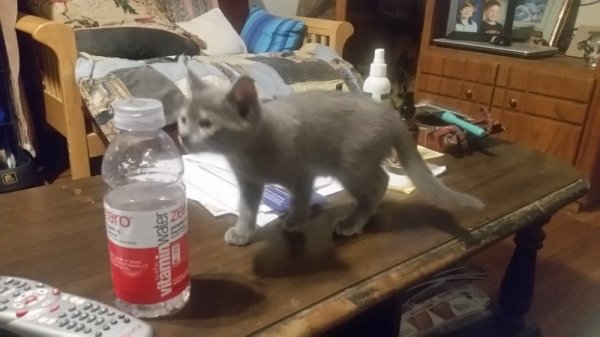 spot next to bottle.jpg