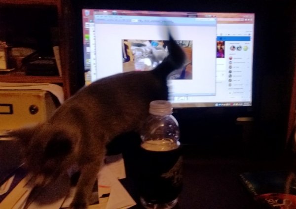 Rainey next to bottle.jpg