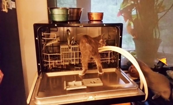 dishwasher cats 1.jpg