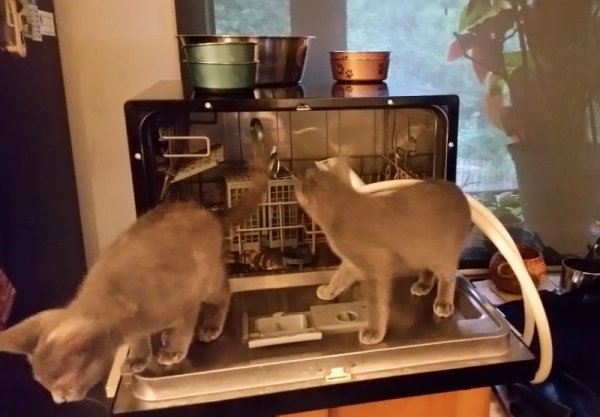 dishwasher cats 2.jpg