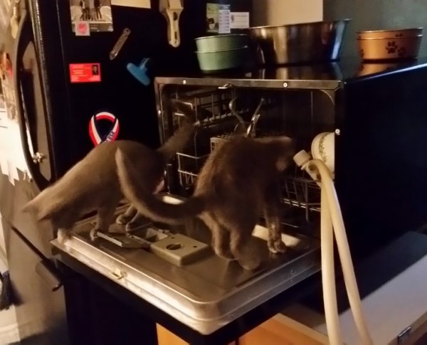 dishwasher cats 3.jpg