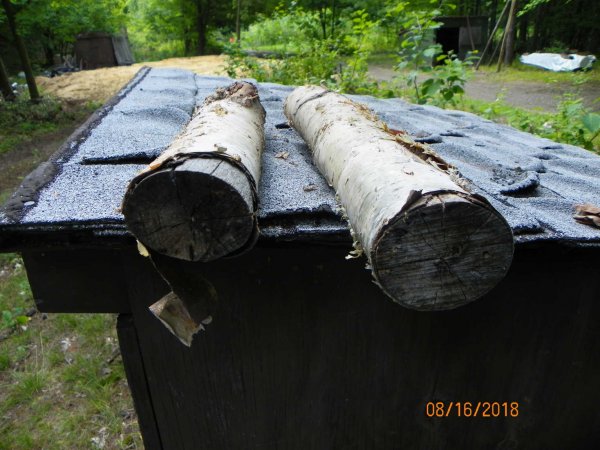 Old birch-1.JPG