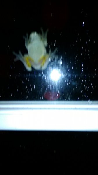 frog 006.JPG