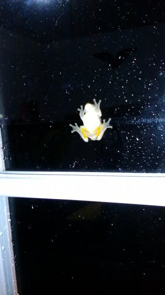 frog 010.JPG