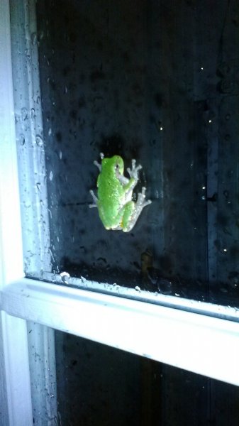 frog 011.JPG