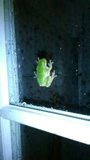 frog 012.jpg