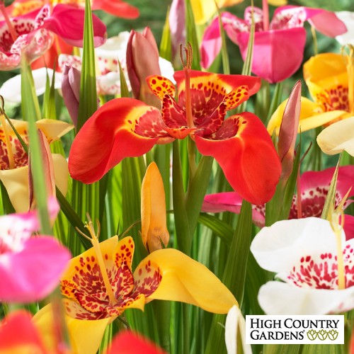 tigridia-tiger-flower-mexican-shell-flower-mix.jpg
