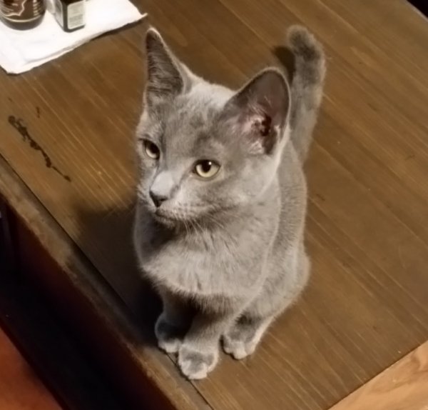 Rainey sitting on coffee table-crop.jpg