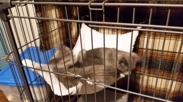 Kittens in hammock.jpg
