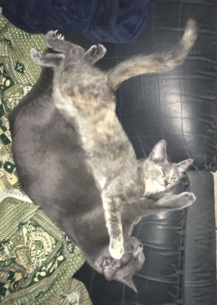 8 Sep 2018 Phoebe and Slash.JPG