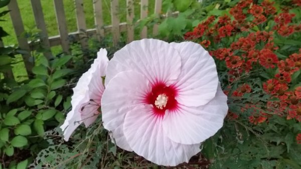 Hibiscus.jpg