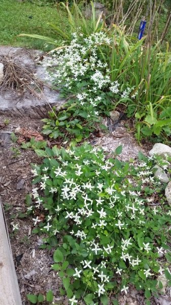 Sweet Autumn Clematis.jpg