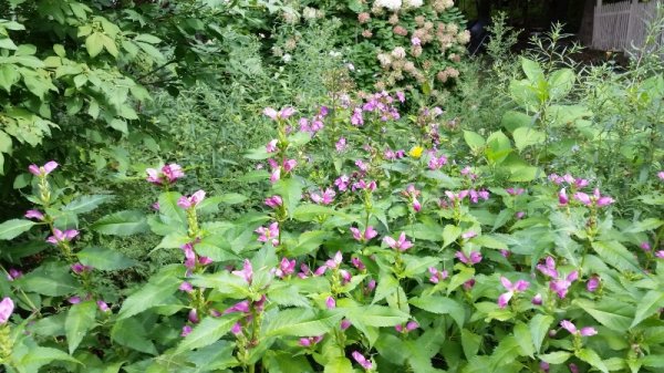 turtle heads-tall phlox-tree hydrangea.jpg