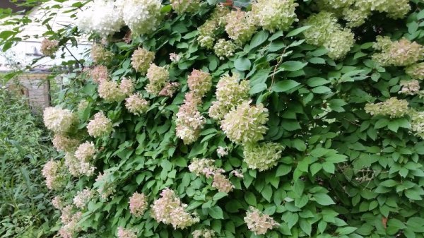Tree hydrangea.jpg