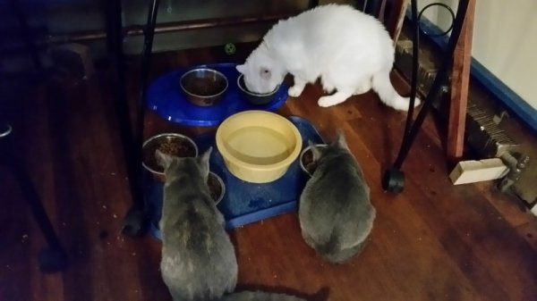 all 3 cats eating together.jpg