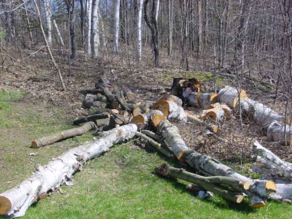Birch, Cherry, Maple.JPG