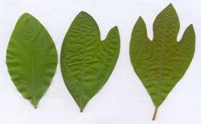 Sasafrass leaves.png