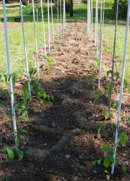 tomato row.jpg