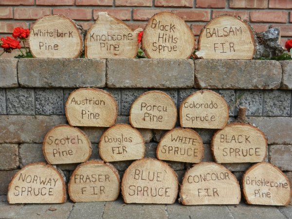 Wood Types.JPG
