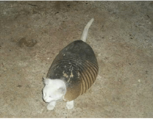 cat-came-home-wearing-an-armadillo-shell-thats-what-life-26104478.png