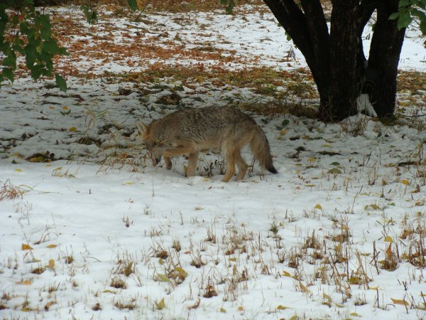 Coyote 1 finding apples.JPG