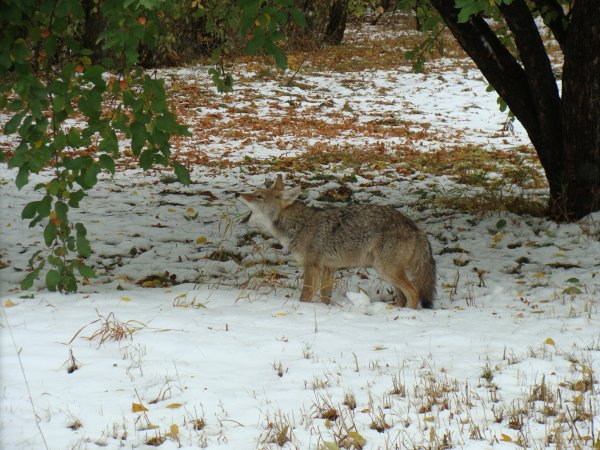 Coyote 2 eating apple.JPG