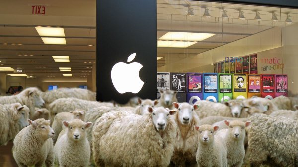 apple sheep.jpg