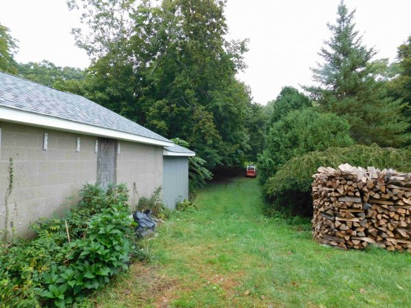 4 Oct 2018 Trees at the start.JPG