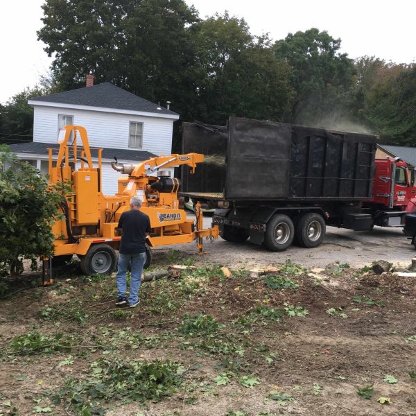 4 Oct 2018 Bobcat feeding chipper 2.JPG