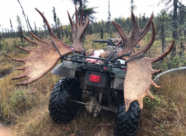 2018 Moose pic .jpeg