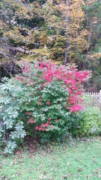 Burning bush.jpg