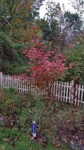 October glory maple 10-13-18.jpg