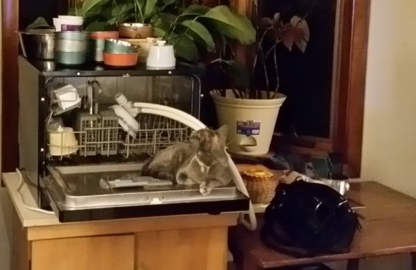 Spot on dishwasher.jpg