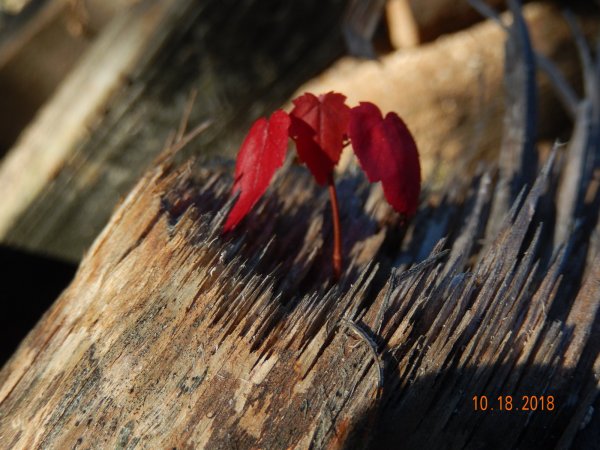 DSCN2063.JPG