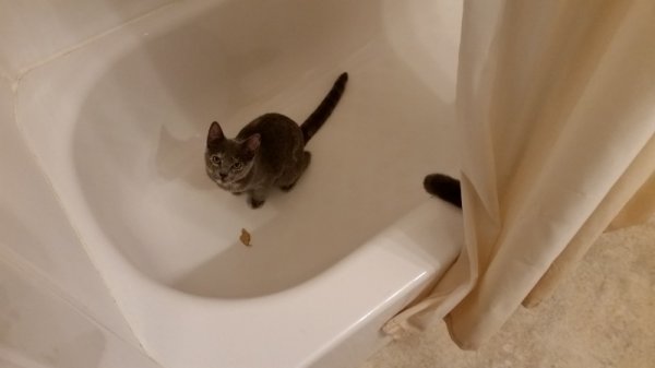 Spot in bath tub.jpg